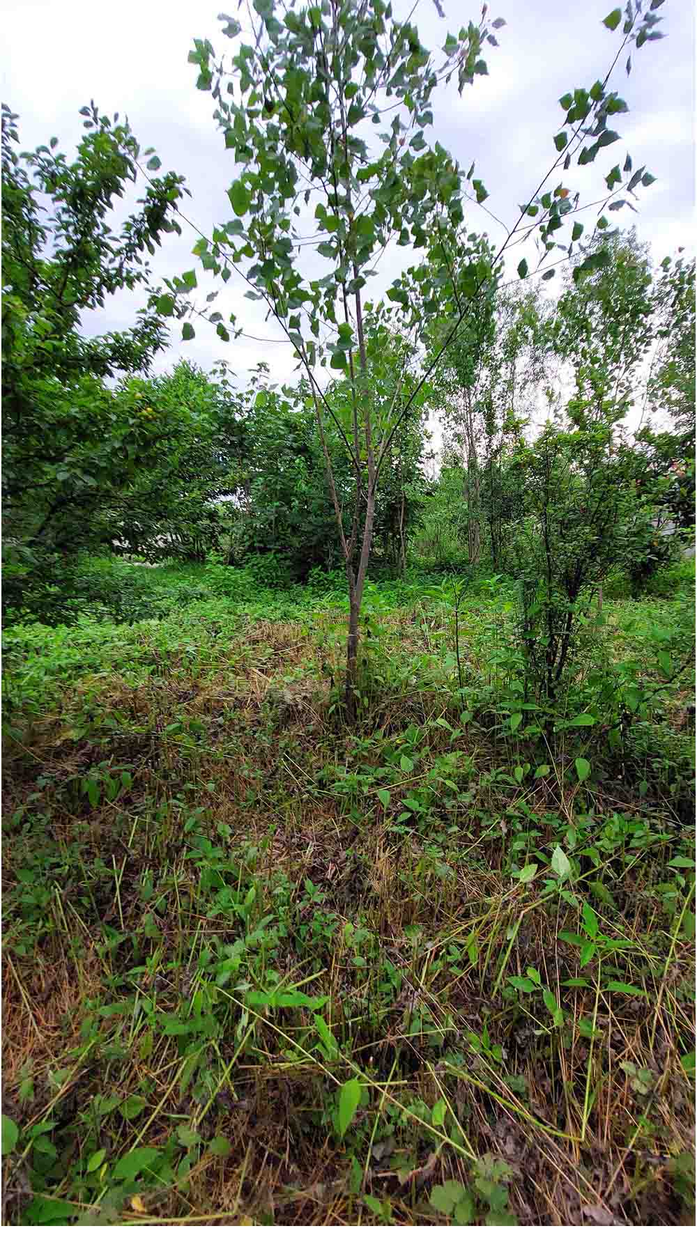 تصویر خانه روستایی در گیلان