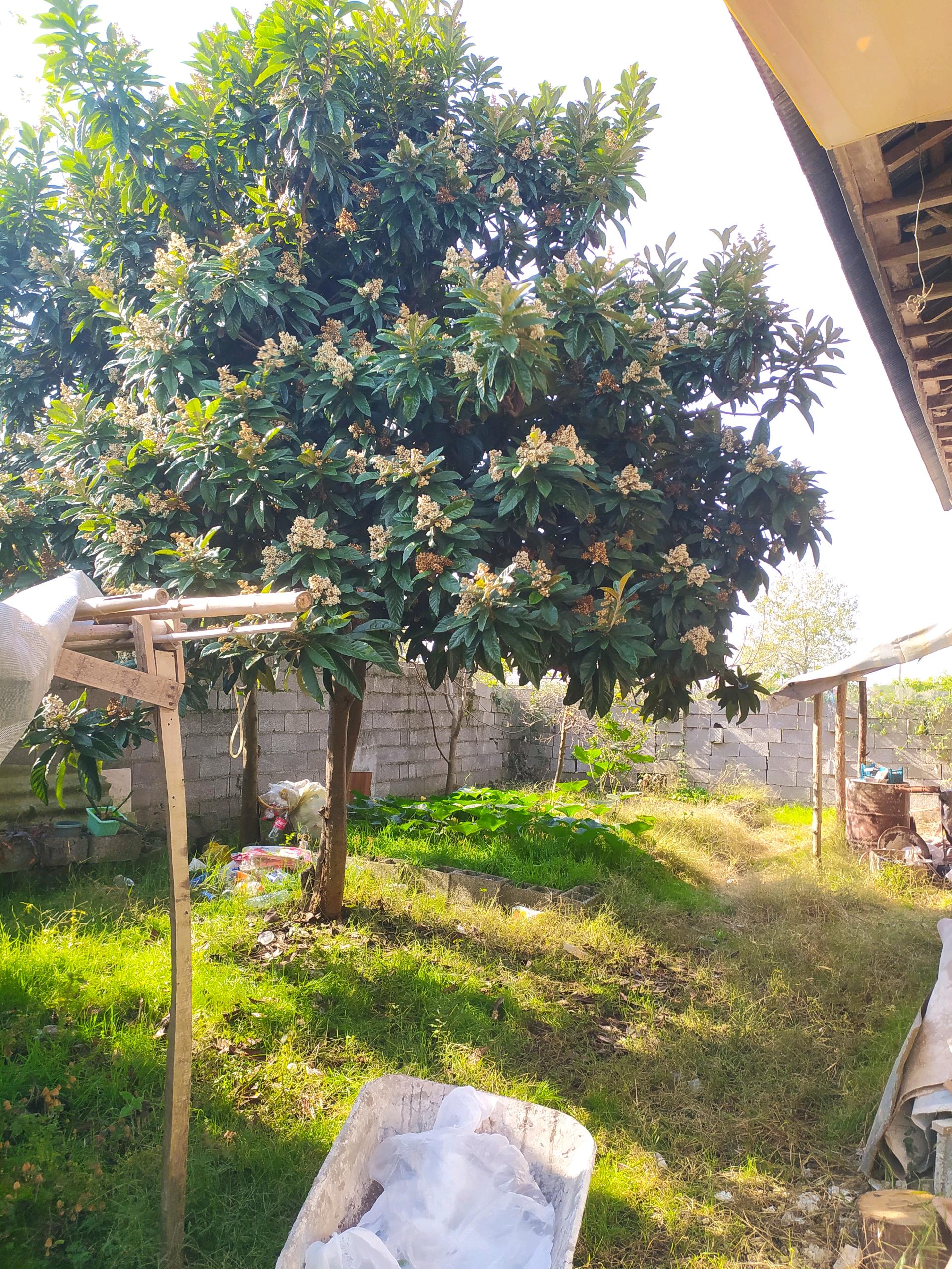تصویر خانه روستایی در گیلان