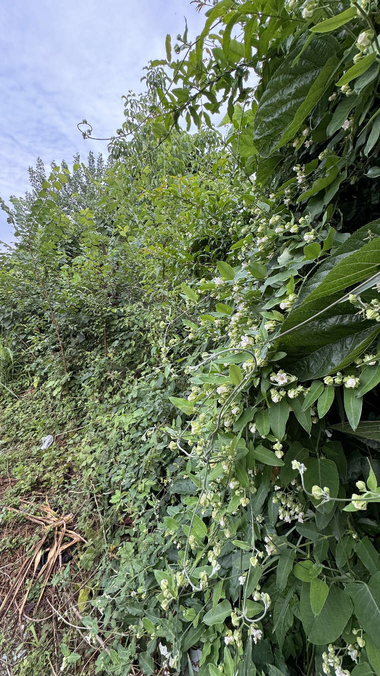 تصویر خانه روستایی در گیلان